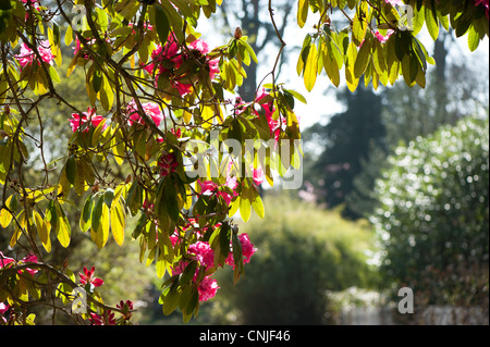 Rhododendron "Ernest Gill" Grex in voller Blüte Stockfoto