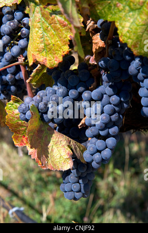 Rote Trauben hängen an den Rebstöcken reif für die Ernte in der Nähe von Santa Rosa, Kalifornien, USA. Stockfoto