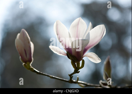 Magnolia X soulangeana in Blüte Stockfoto