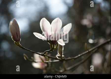 Magnolia X soulangeana in Blüte Stockfoto