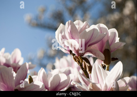 Magnolia X soulangeana "Alexandrina" Untertasse Magnolia 'Alexandrina' in voller Blüte Stockfoto