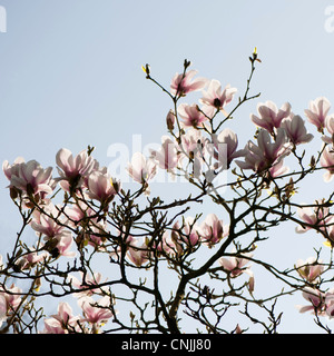 Magnolia X soulangeana "Alexandrina" Untertasse Magnolia 'Alexandrina' in voller Blüte Stockfoto