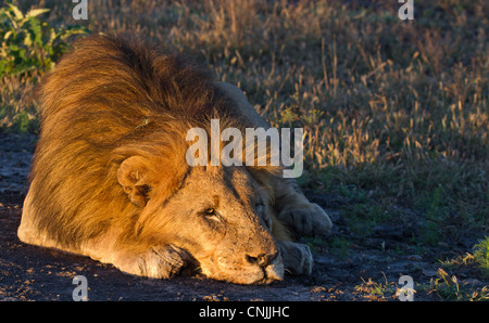 Verschlafene männlicher Löwe im afrikanischen Busch Stockfoto