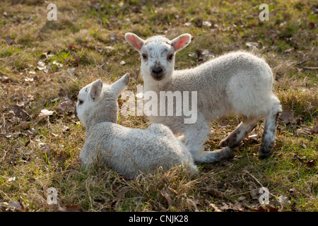 Junge Frühjahr Lämmer, eine Woche alt, in einem Feld von Sussex, England Stockfoto