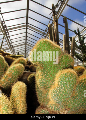 Kaktus in trockenen Gewächshaus im botanischen Botanischer Garten München Stockfoto