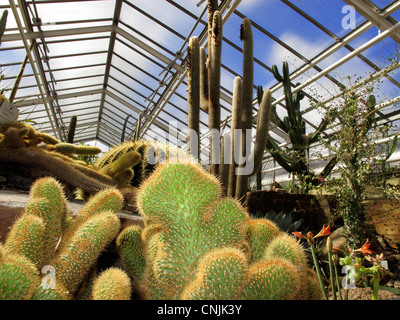 Kaktus in trockenen Gewächshaus im botanischen Botanischer Garten München Stockfoto