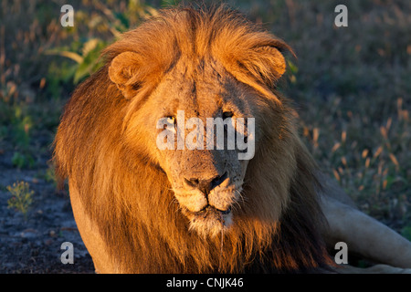 Alte männliche Löwe im goldenen Morgenlicht in der Madikwe Game Reserve, Südafrika Stockfoto