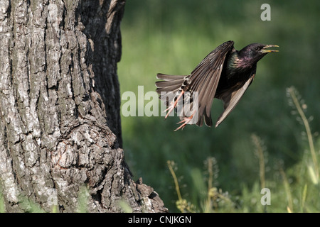 Gemeinsamen Starling (Sturnus Vulgaris) Erwachsenen, kann Frühling Gefieder, im Abflug Nest im Baumstamm, Bulgarien, Stockfoto