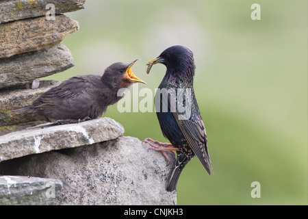 Gemeinsamen Starling (Sturnus Vulgaris) Erwachsenen jungen, füttert außerhalb Nest in Trockenmauern Wand, Shetland Islands, Schottland, Juni Stockfoto