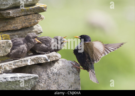 Gemeinsamen Starling (Sturnus Vulgaris) Erwachsenen jungen, füttert außerhalb Nest in Trockenmauern Wand, Shetland Islands, Schottland, Juni Stockfoto