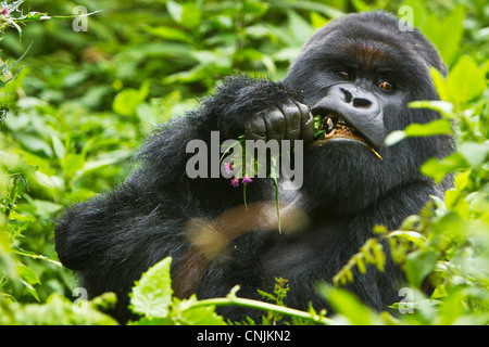 Afrika, Ruanda, Charles, ein Silberrücken Berggorillas der Umubano Gruppe bei der Virunga Vulkane NP. Stockfoto