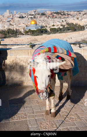 Nahost Israel Jerusalem Mount Of Olives Esel mit Decken-Blick auf die Altstadt und die Haube des Felsens Stockfoto