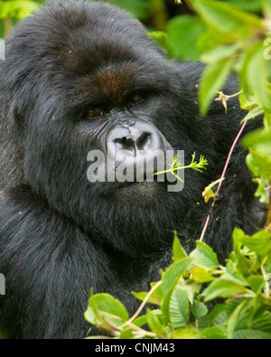 Afrika, Ruanda, Charles, ein Silberrücken Berggorillas der Umubano Gruppe bei der Virunga Vulkane NP. Stockfoto