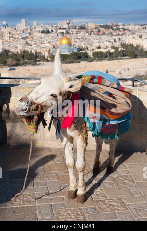 Nahost Israel Jerusalem Mount Of Olives Esel mit Decken-Blick auf die Altstadt und die Haube des Felsens Stockfoto
