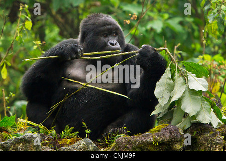 Afrika, Ruanda, A Schwarzrücken Berggorillas (Gorilla Gorilla Beringei) der Kwitonda Gruppe der Buffalo Außenwand. Stockfoto