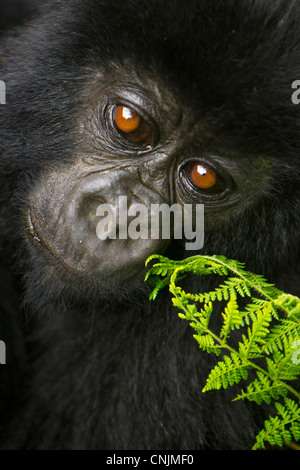 Afrika, Ruanda, Juvenile Berggorillas (Gorilla Gorilla Beringei) der Umubano Gruppe am Volcanoes NP in den Virunga. Stockfoto