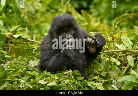 Afrika, Ruanda, Juvenile Berggorillas (Gorilla Gorilla Beringei) der Umubano Gruppe am Volcanoes NP in den Virunga. Stockfoto