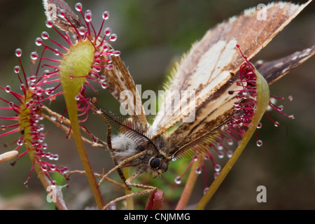 Eine Motte, gefangen von englischen Sonnentau (Drosera Anglica), eine fleischfressende Pflanze. Stockfoto