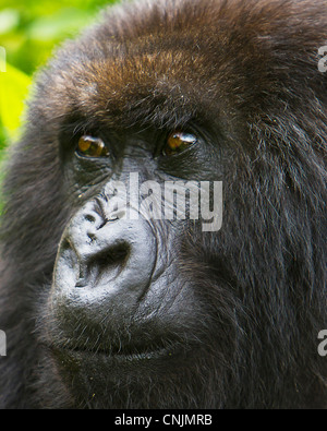 Afrika. Rwanda.Female Mountain Gorilla (Gorilla Gorilla Beringei) der Umubano Gruppe am Volcanoes NP in den Virunga. Stockfoto