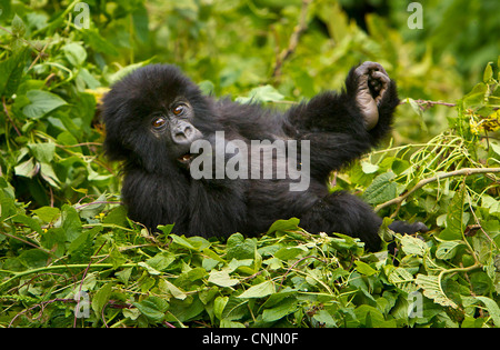 Afrika, Ruanda, Juvenile Berggorillas (Gorilla Gorilla Beringei) der Umubano Gruppe am Volcanoes NP in den Virunga. Stockfoto