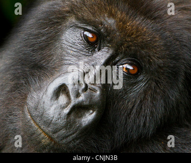 Afrika. Rwanda.Female Mountain Gorilla (Gorilla Gorilla Beringei) der Umubano Gruppe am Volcanoes NP in den Virunga. Stockfoto