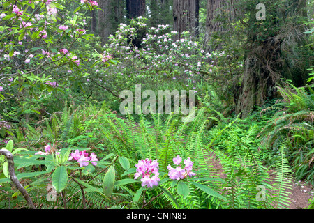 Rhododendren, Redwood-Wald. Stockfoto