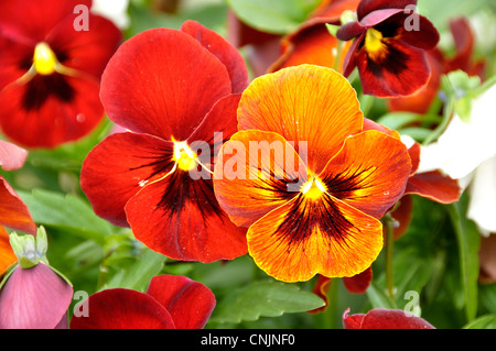 Viola sororia in der Blüte im Garten im Mai. Stockfoto