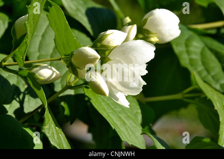 Mock Orange (Philadelphus sp). Stockfoto