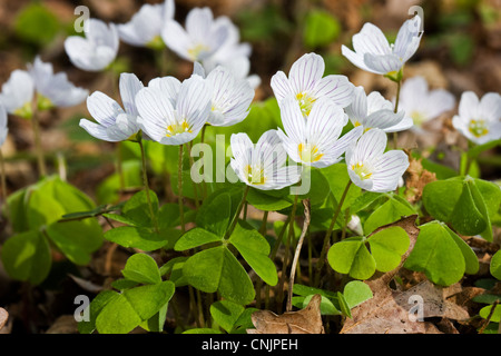 Weißen Blüten der gemeinsamen Sauerklee, Oxalis Acetosella, ein schönes Blümchen Wald, eines der ersten Blumen im Frühling Stockfoto