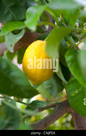 Essen Früchte Zitronen am Baum schneidet frischen Zitrusfrüchten Israel Nahost Landwirtschaft Stockfoto