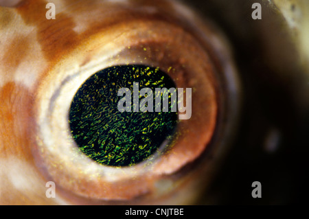 Auge von einem endständigen Burrfish (Cyclichthys Orbicularis). Stockfoto