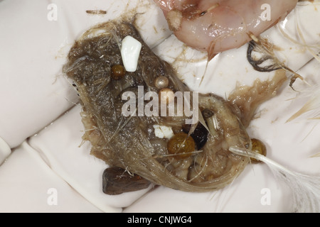 Nördlichen Fulmar (Fulmaris Cyclopoida) Magen Inhalt enthaltende Plastikfragmente, Cornwall, England, Januar Stockfoto