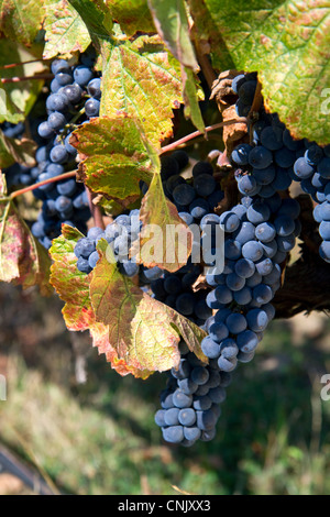 Rote Trauben hängen an den Rebstöcken reif für die Ernte in der Nähe von Santa Rosa, Kalifornien, USA. Stockfoto