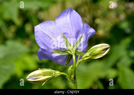 Pfirsich-leaved Bellflower, Blume der Glockenblume (Campanula persicifolia). Stockfoto