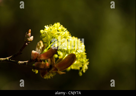 Acer Platanoides, Spitzahorn in Blüte im Frühjahr Stockfoto