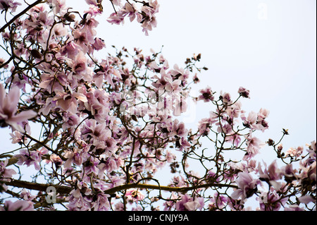 Magnolia Campbellii, Campbells Magnolia in voller Blüte Stockfoto