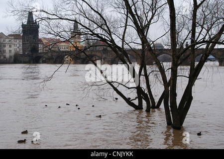 Hochwasser in der Moldau in Prag, Tschechische Republik, am 4. Januar 2003. Karlsbrücke ist im Hintergrund zu sehen. Stockfoto