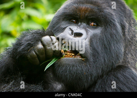 Afrika, Ruanda, Charles, ein Silberrücken Berggorillas der Umubano Gruppe bei der Virunga Vulkane NP. Stockfoto