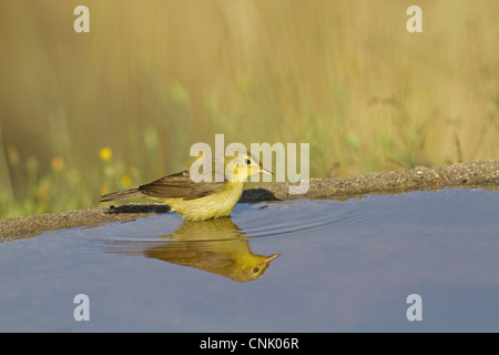 Melodiöse Warbler (Hippolais Polyglotta) Erwachsenen Trinken am Pool mit Reflexion, Spanien, Juni Stockfoto