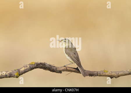 Orpheusspötter (Hippolais Polyglotta) Erwachsene, thront auf Zweig, Nordspanien, Juli Stockfoto