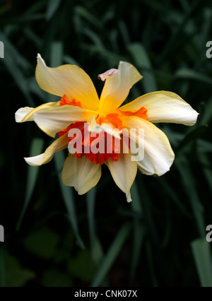 Doppelte Blume Narzisse Stockfoto
