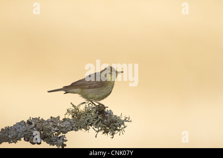 Orpheusspötter (Hippolais Polyglotta) Erwachsene, gehockt Flechten bedeckt Zweig, Nordspanien, Juli Stockfoto