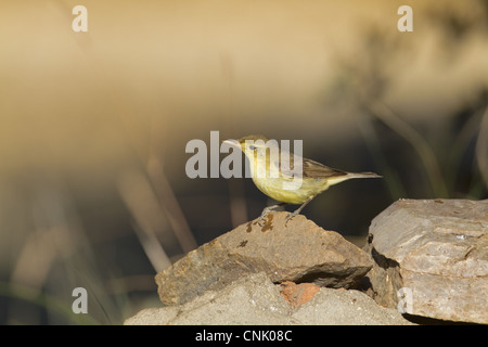 Orpheusspötter (Hippolais Polyglotta) Erwachsene, thront auf Felsen, Nordspanien, Juli Stockfoto