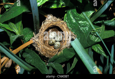 Reed Warbler (Acrocephalus Scirpaceus) Nest & vier Eiern Stockfoto