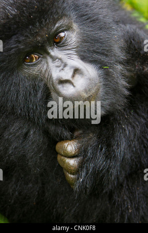 Afrika, Ruanda, weibliche Berggorillas (Gorilla Gorilla Beringei) der Umubano Gruppe am Volcanoes NP in den Virunga. Stockfoto