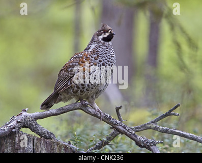 Hazel Grouse (Bonasa Bonasia) Männchen, stehend auf Zweig, Finnland, Juni Stockfoto