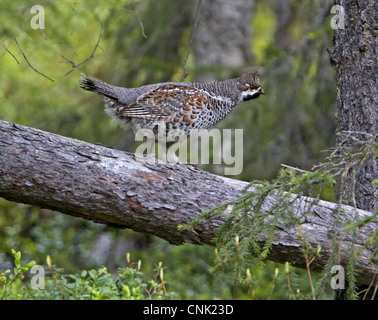 Hazel Grouse (Bonasa Bonasia) männlichen Erwachsenen, zu Fuß auf gefallenen Baumstamm, Finnland, Juni Stockfoto