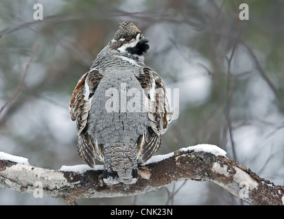 Hazel Grouse (Bonasa Bonasia) Männchen, stehend auf Schnee bedeckt Branch, Finnland, april Stockfoto