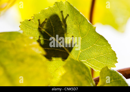 USA, Oregon, Keizer, Pacific Laubfrosch (Pseudacris Regilla) Schatten auf Pinot Gris Blatt Stockfoto