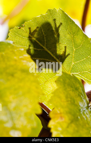 USA, Oregon, Keizer, Pacific Laubfrosch (Pseudacris Regilla) Schatten auf Pinot Gris Blatt Stockfoto